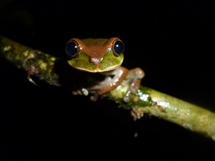 Frog (Frogius Leapios) - Banyang Mbo Wildlife Sanctuary Bejange, Cameroon (photo: Martin Gilpin, 2013)