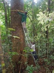 Ladder tree in CAP-10, Ghana (photo: Wannes Hubau, 2013)