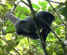 Oreonax flavicauda at plot PNY-14, Peru (photo: Abel Monteagudo 2015)