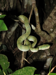 Pit Viper Snake (photo: Lan Qie, Bako, 2013)